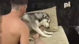 Sex thú xoạc bé husky đáng yêu